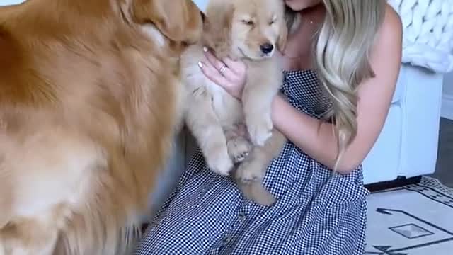 When dog meet his son🥺 cute video MUST WATCH THE REACTION🥺
