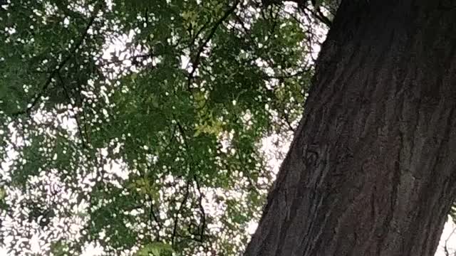 Cat On The Tree | Kingdom Of Awais