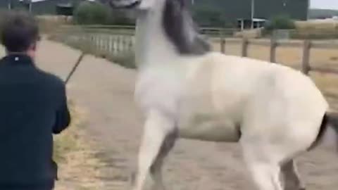 Funny video 😂🐈😂🐈🐈#shorts #funnyvideo