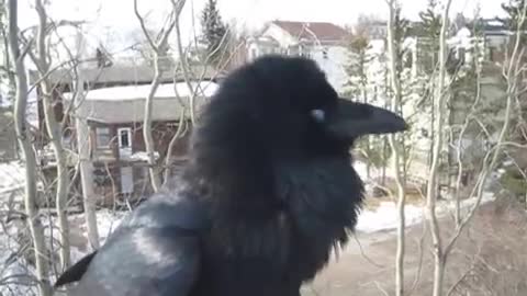 Conversation with Raymond the Raven