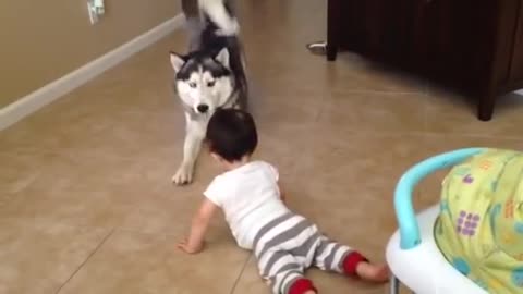 Watch the cute husky