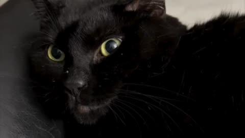 Cute Precious Piper Does Another Interesting Face - Adopting a Cat from a Shelter Vlog #shorts