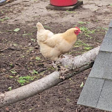 OMC! What is she trying to say? Happy and egg-cited or predator nearby?! #chickens #shorts #clucking