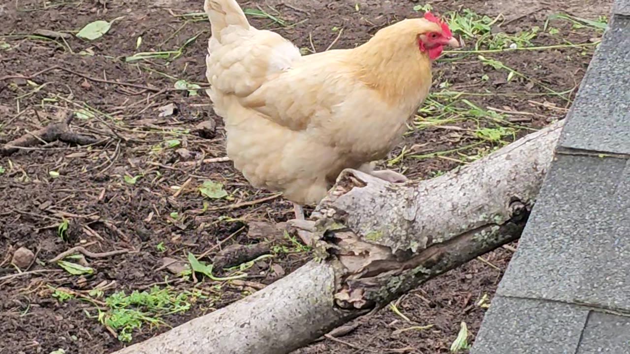 OMC! What is she trying to say? Happy and egg-cited or predator nearby?! #chickens #shorts #clucking