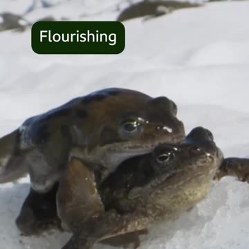 Frog ✨ glow up ✨ #PlanetEarth3