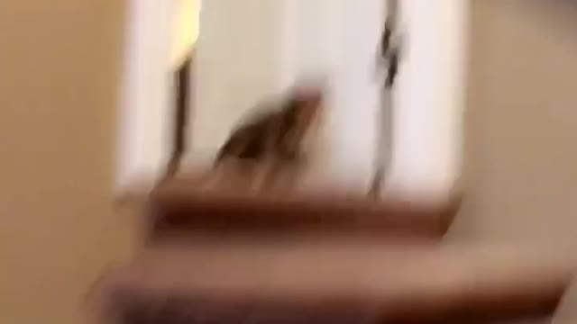 Cats get terrified of moving rc car
