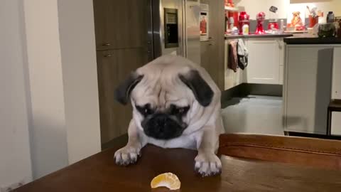 Hungry Pug, gimme that