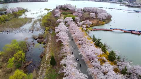 Spring Sakura blossoms