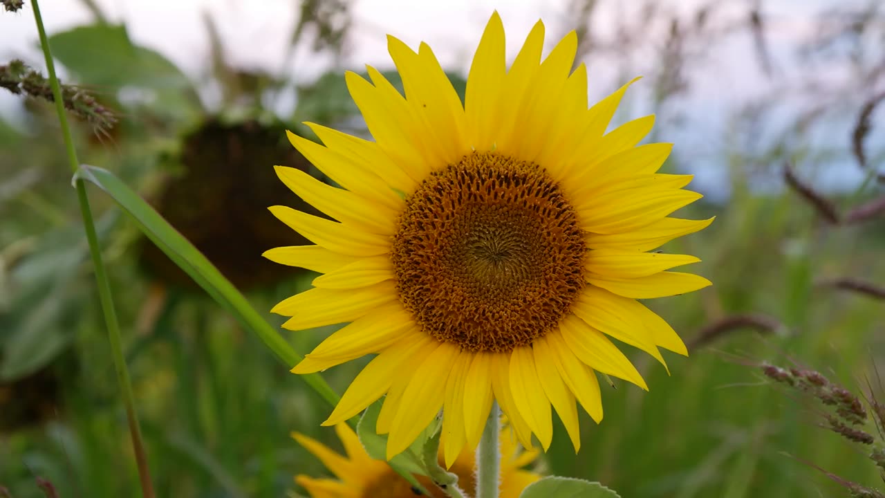 Sunflower Symphony: A Golden Field in Bloom