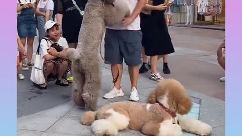 que cariños que son los perros