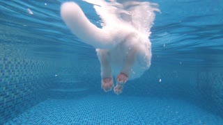 Cat swimming with underwater view