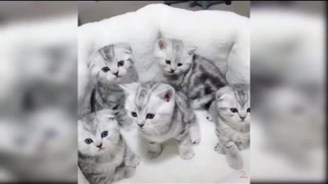 Cats shorts and comedy videos, animals releted videos