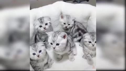 Cats shorts and comedy videos, animals releted videos