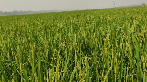 Paddy Field || Dont Lough