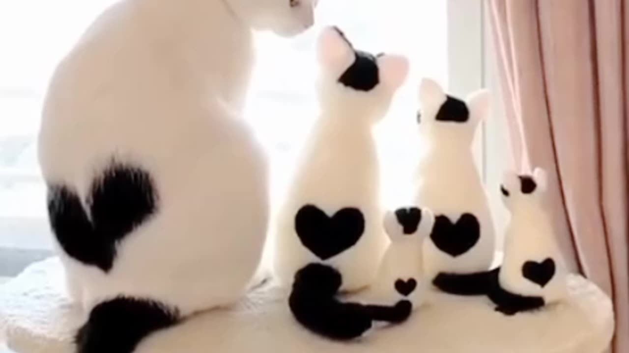 Cute Cat Family😺🐱☘️🙂♥️♥️#funnycats#cutecats#trendingcatonrumble#rumble#catvideo#viralvideo