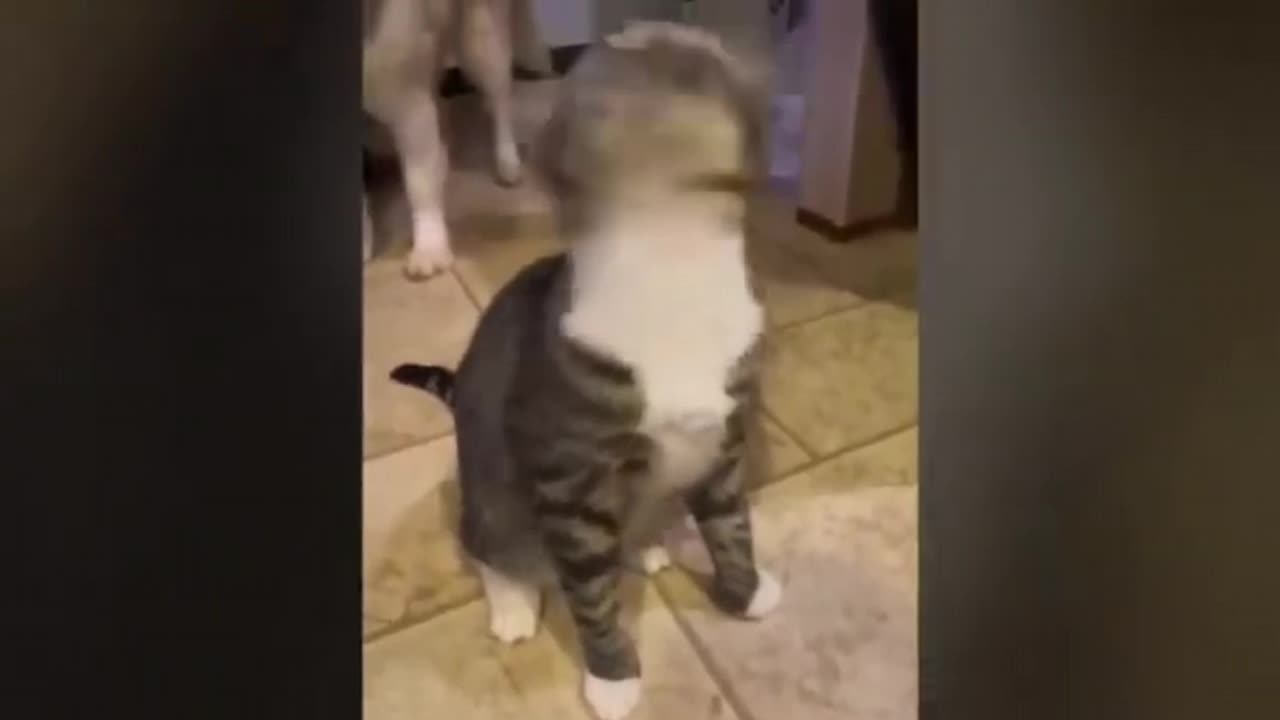 The Cat for best funny and emazing video