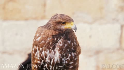 Falcon: Majestic Amazon Jungle Footage 🌿 | Must-See Wildlife 🦅