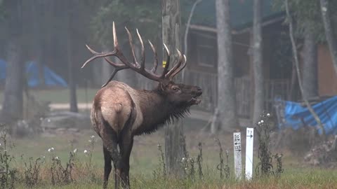 Elk Bugle Call - 1 minute