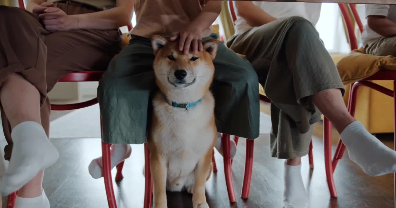 Amazing dog video in 4k