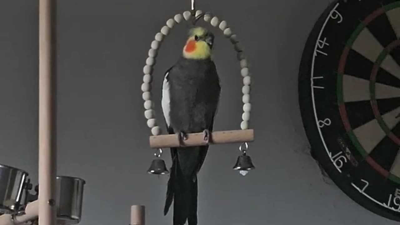 Funny parrot |cockatiel parrot | Funny birds | Funny animals