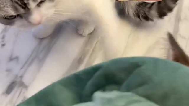 This cat is too cute. I'm about to be turned over by him