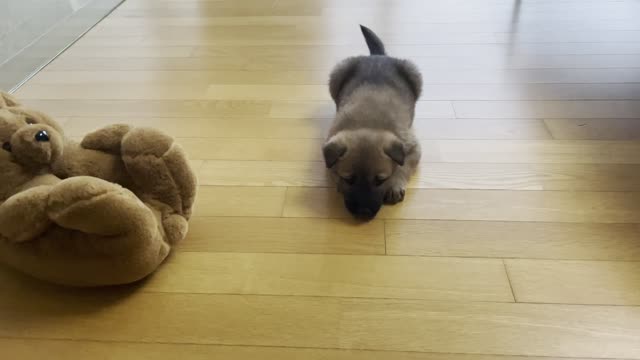 Haribo Toy and Baby Jindo Dog