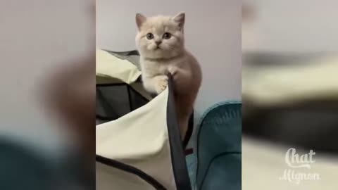 Laughing Cat Video