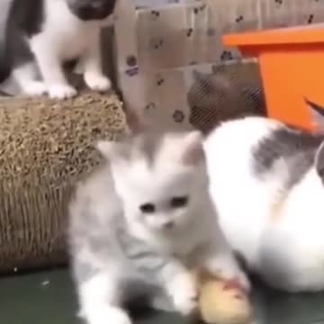 2021 Cutest Kittens & Pups Best