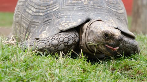 Turtle in the pasture.