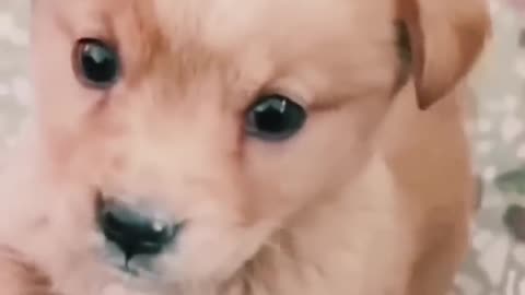 Baby dog #cute puppy barking #4kviral #shorts