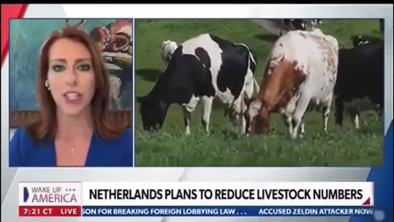 Netherlands Plan to Reduce Livestock Numbers because of Climate Crisis