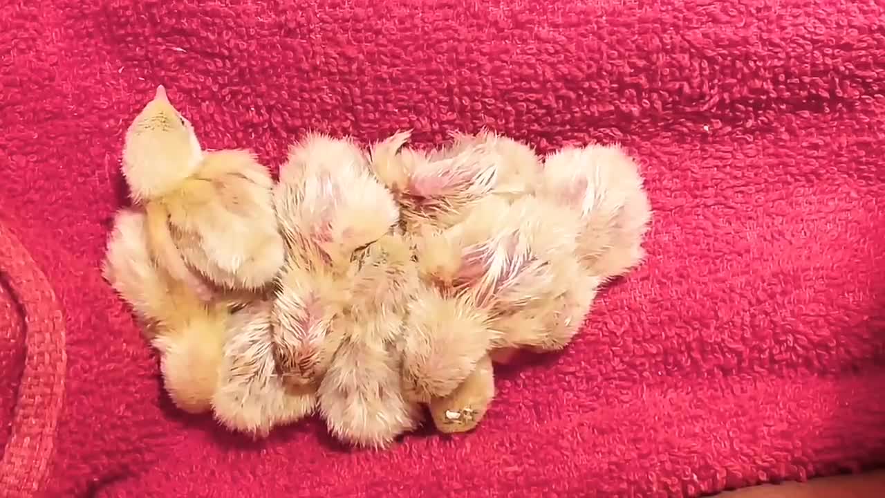 The chickens joined a group to keep warm