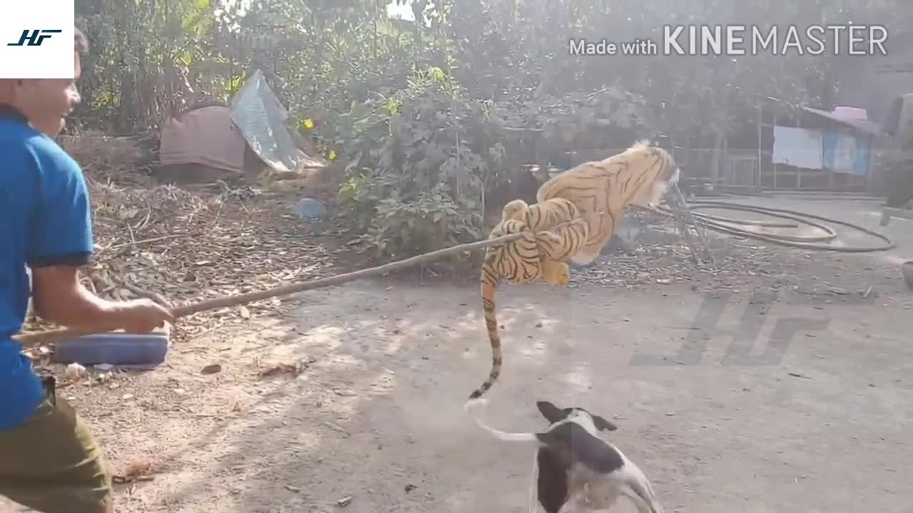 Tiger attacks dog prank video (Part-5)