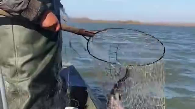 Best fishing big fish video #short #Trap fishing