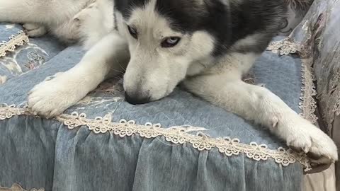 Singing husky