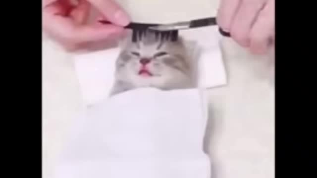 Cute Cat