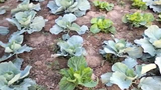 Have you seen this kind of cabbage