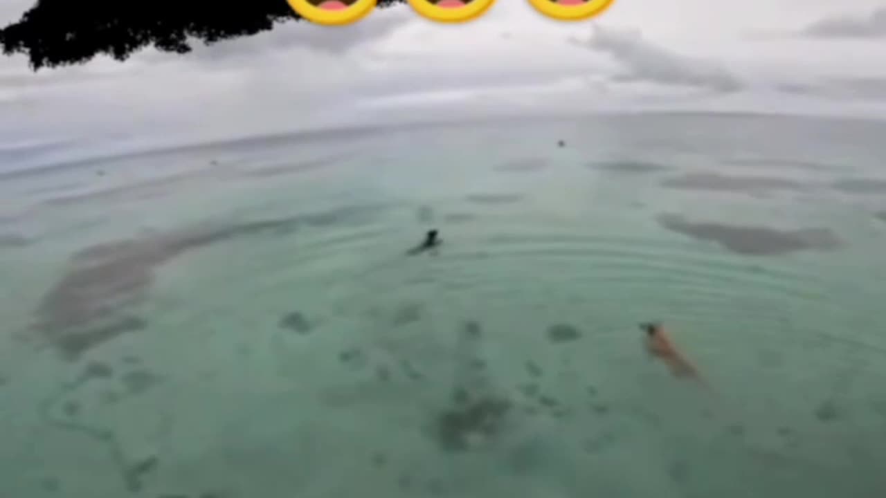 WTH a shark can’t swim without being bothered