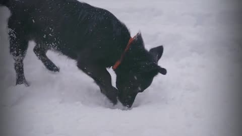 Tucker Has a Snow Day