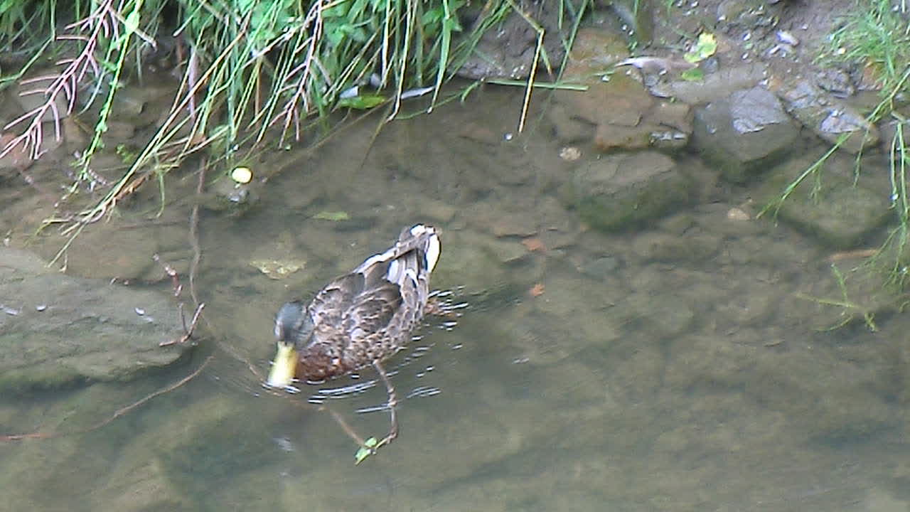 A duck cleans itself in the water while german church bells ring in the background. VIDEO