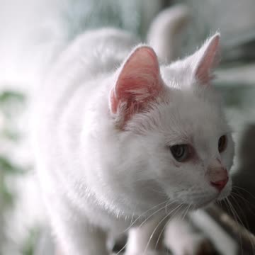 A cat Walking Over The Piano Keyboard.