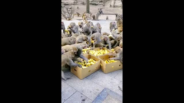 Monkeys vs Bananas | Great Battle | Between Us