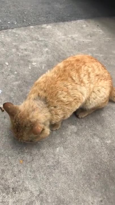 Cute kittens Baby Cats Cute and Funny Cat Videos Compilation #shorts #animals