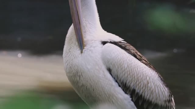 Most Beautiful bird in the world | larry bird