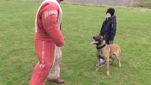 dog traning video