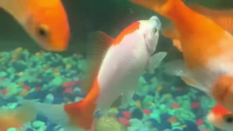 Goldfish Rescued from Swallowed Substrate