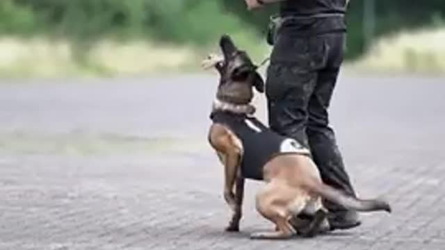 Dog training video.