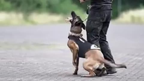 Dog training video.