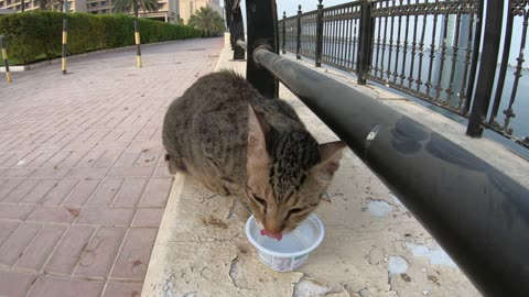 MICHAEL JACKSON - Homeless cat in Ras Al Khaimah, UAE #cat #cats #MichaelJackson #emirates #ae #UAE