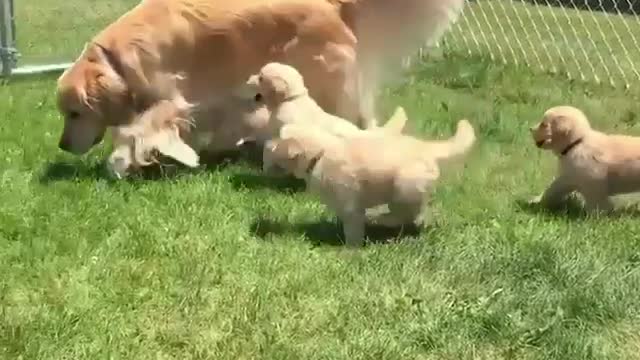 dogs lover 3